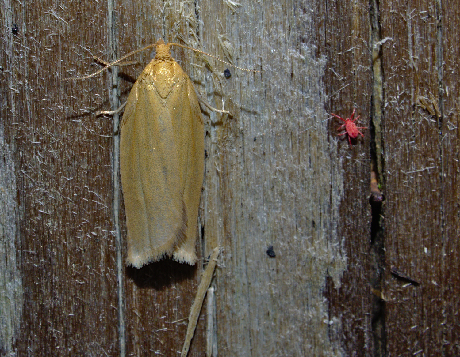 With his pal the clover mite_20200529.jpg